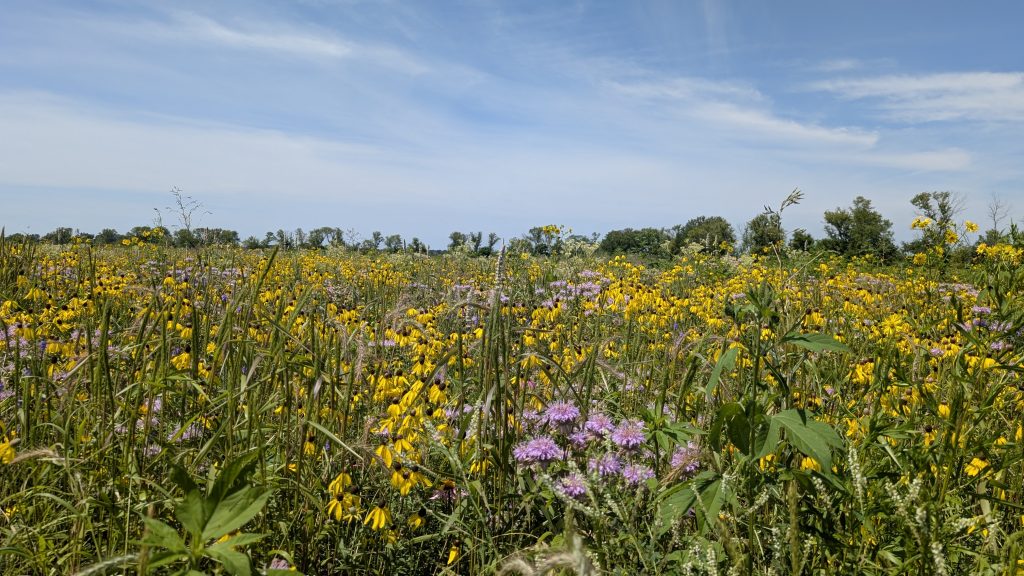 What Is Prairie Restoration? Understanding Prairie Ecosystems and the Different Types of Prairies 7 PXL 20260730 173043122 tall grass July 2026 PA