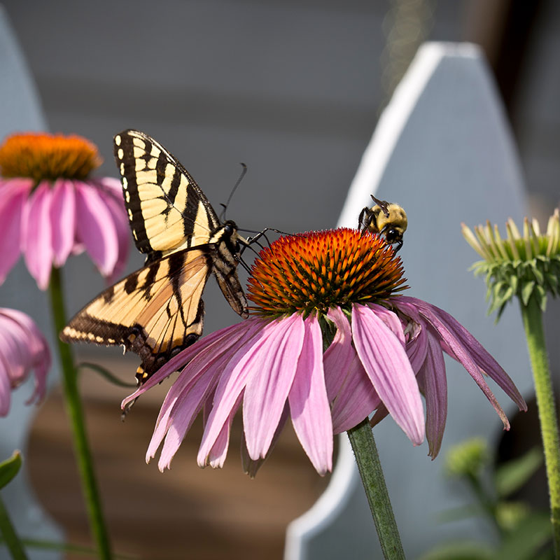What Is Prairie Restoration? Understanding Prairie Ecosystems and the Different Types of Prairies 1 install pollinator garden July 2026 PA