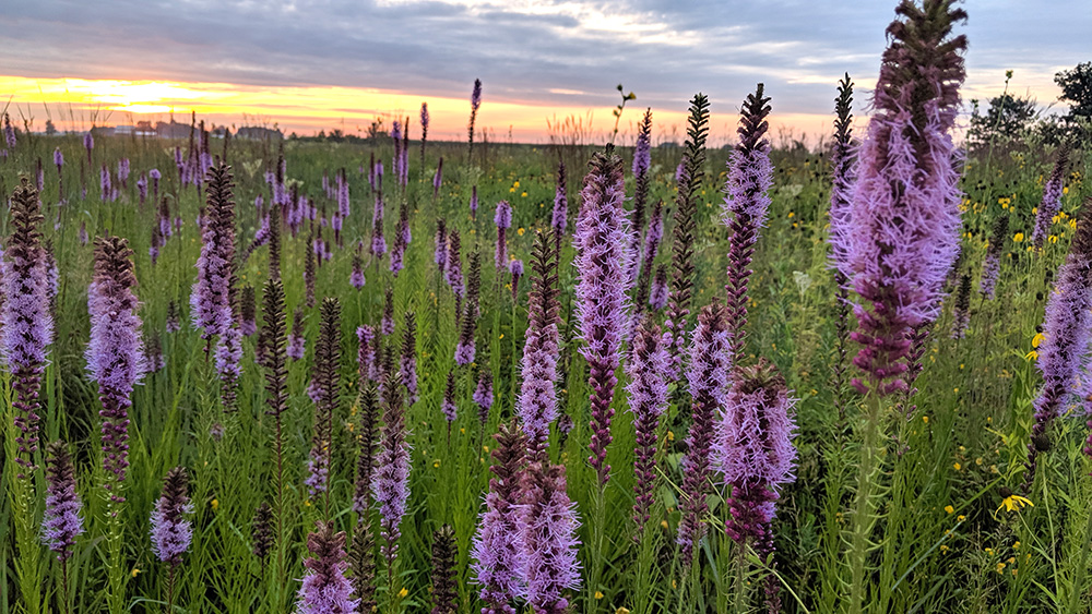 What Is Prairie Restoration? Understanding Prairie Ecosystems and the Different Types of Prairies 9 liatris pycnostachya 1 mixed grass July 2026 PA