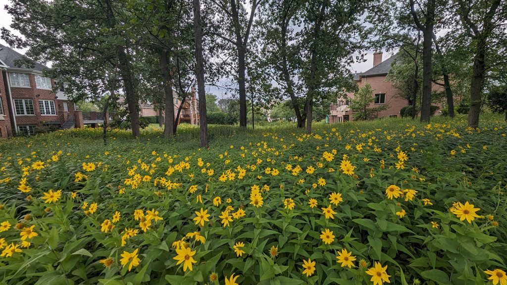 What Is Prairie Restoration? Understanding Prairie Ecosystems and the Different Types of Prairies 13 madison club hoa stewardship 01 savanna July 2026 PA