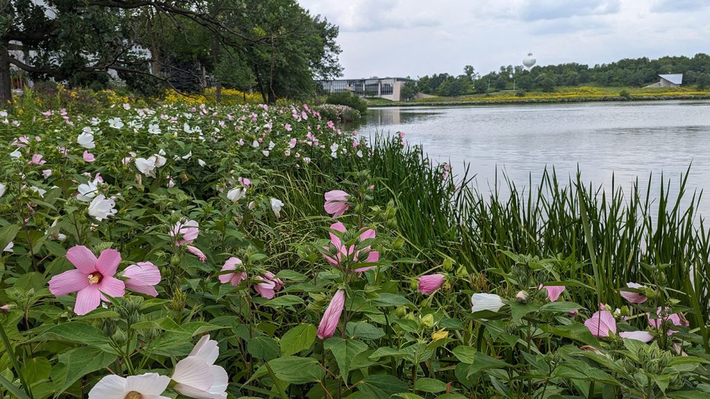 What Is Prairie Restoration? Understanding Prairie Ecosystems and the Different Types of Prairies 21 madison club hoa stewardship 12 July 2026 PA