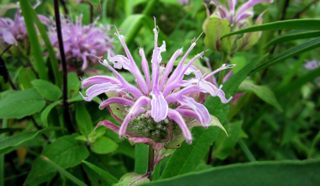 What Is Prairie Restoration? Understanding Prairie Ecosystems and the Different Types of Prairies 17 monarda fistulosa bloom wild bergamot July 2026 PA