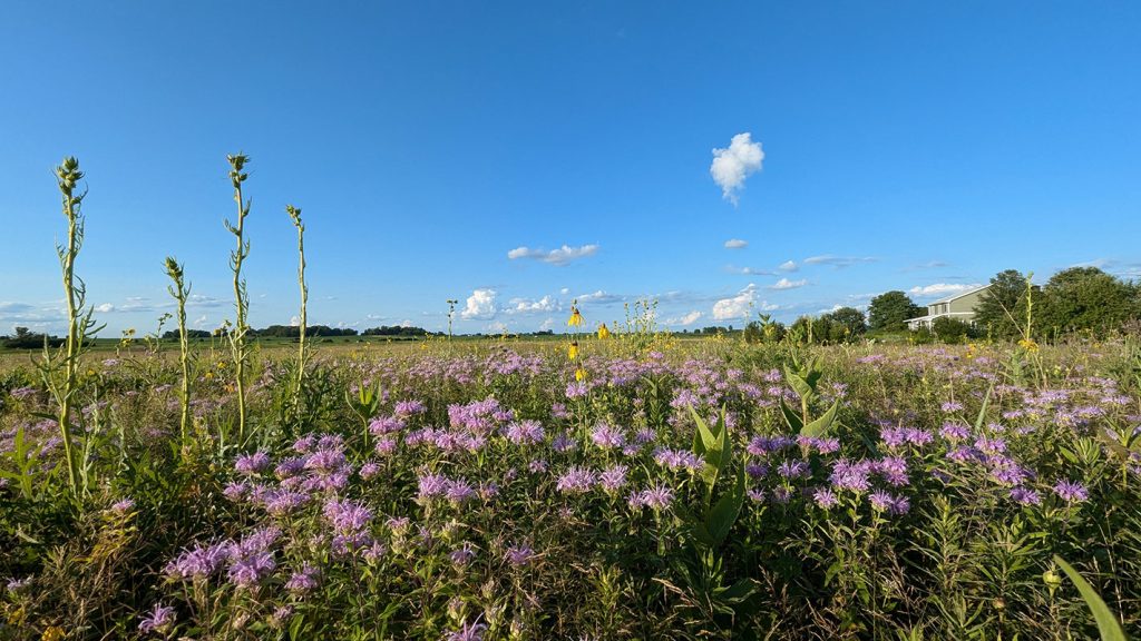What Is Prairie Restoration? Understanding Prairie Ecosystems and the Different Types of Prairies 11 pizzo farmland to prairie 11 mesic July 2026 PA