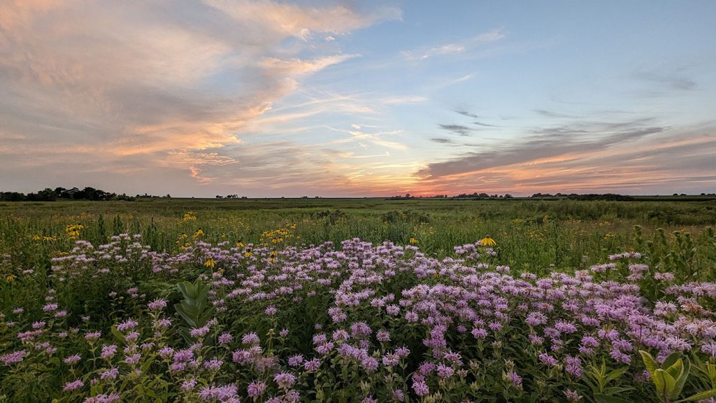 What Is Prairie Restoration? Understanding Prairie Ecosystems and the Different Types of Prairies 5 pizzo farmland to prairie 32 July 2026 PA