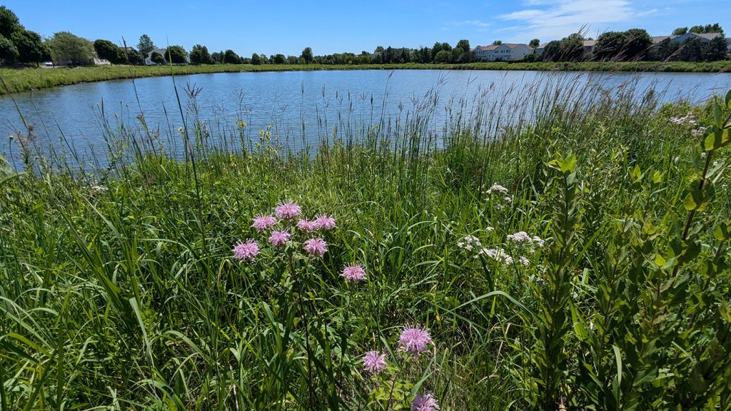 What Is Prairie Restoration? Understanding Prairie Ecosystems and the Different Types of Prairies 3 village montgomery stewardship 05 July 2026 PA